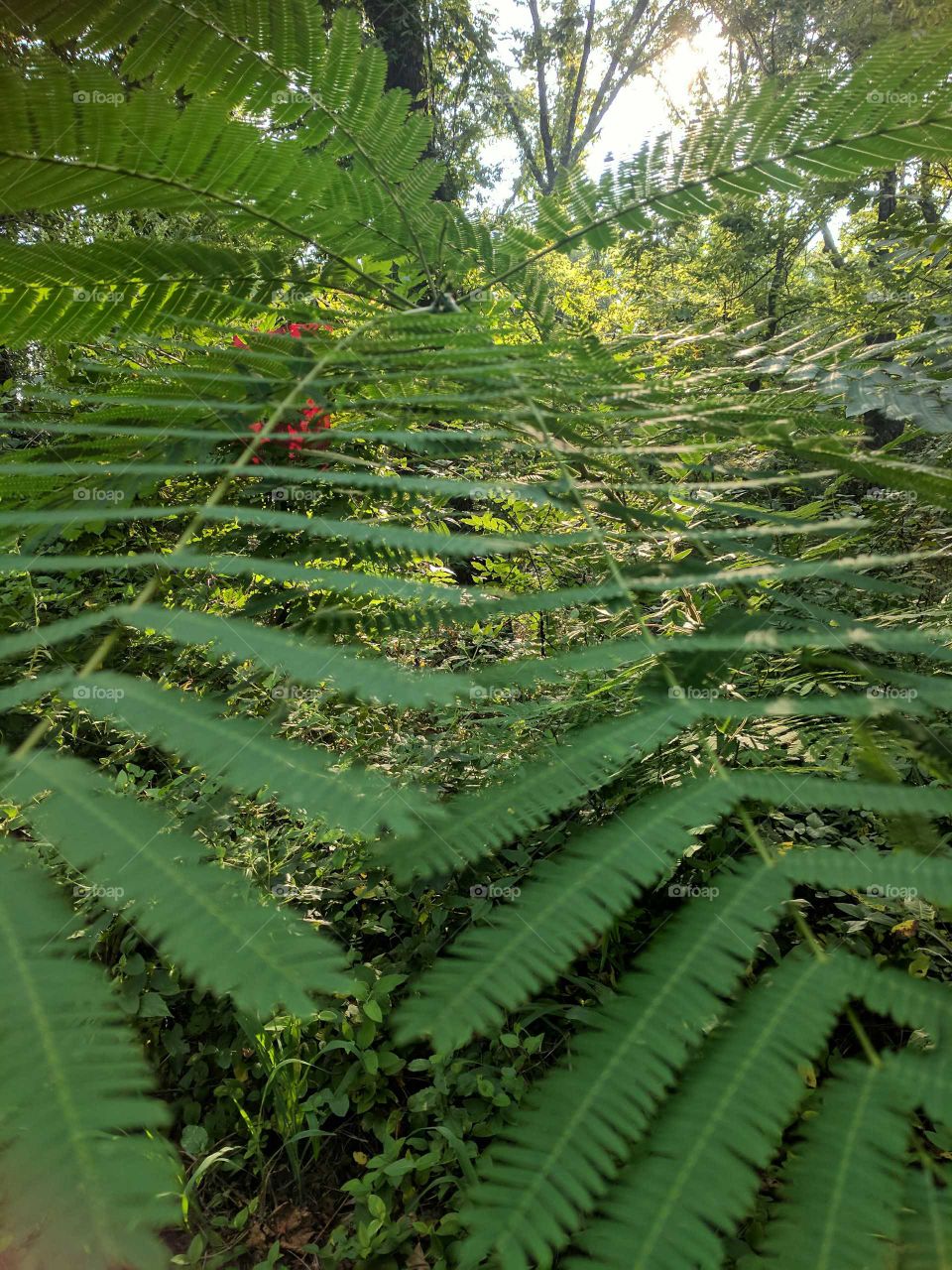 leaf symmetry