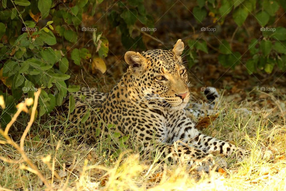 Wildlife, Mammal, Nature, Cat, Leopard