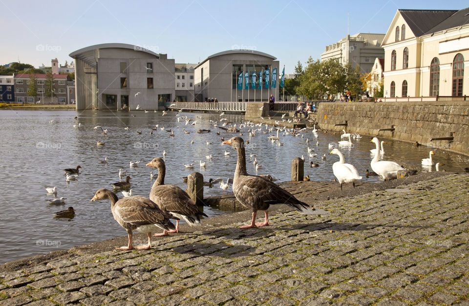 Geese at pond in iceland