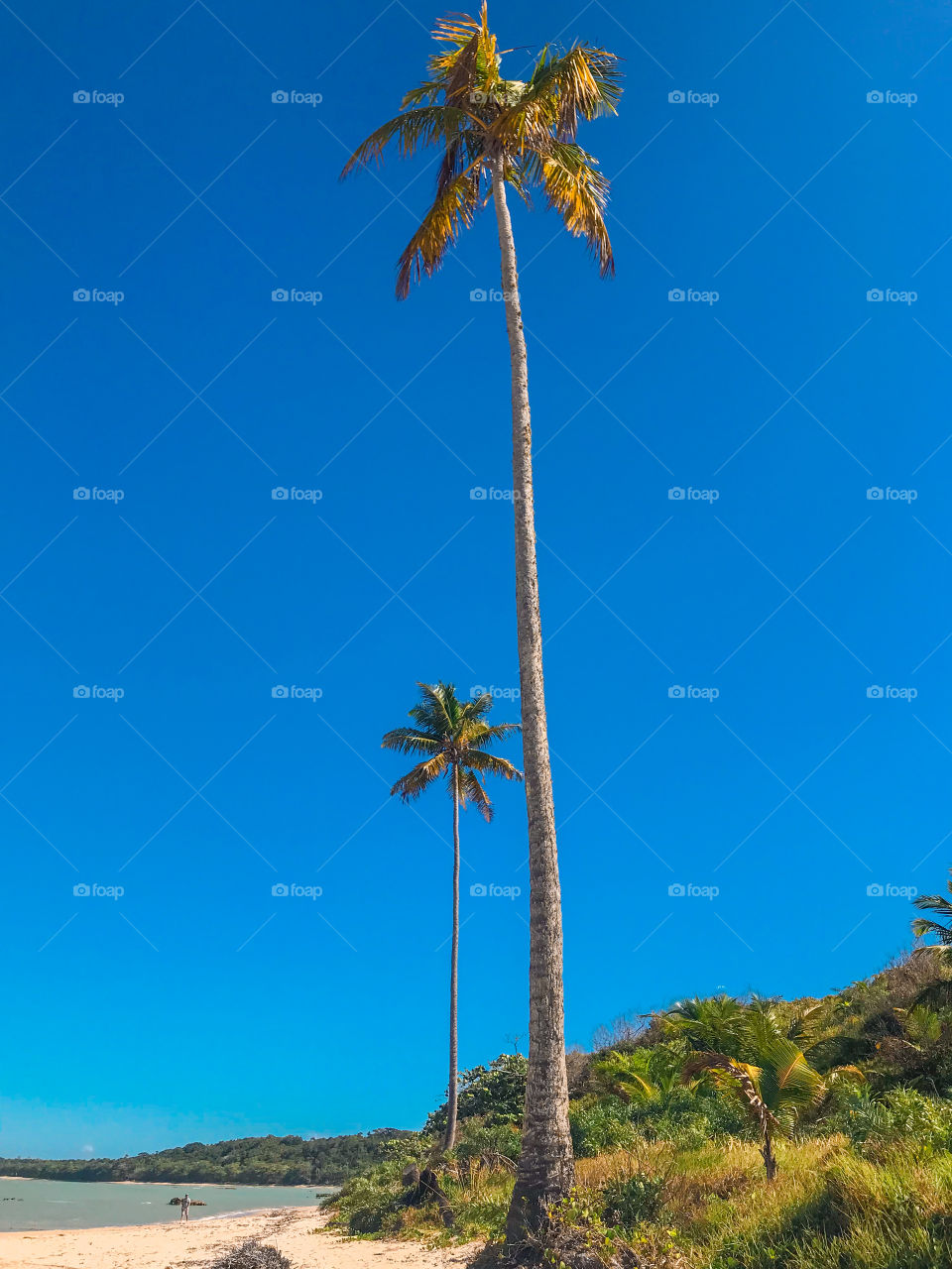 Very tall coconut trees on the beach of Cumuruxatiba Bahia Brasil, enjoy the beach is beautiful nature!