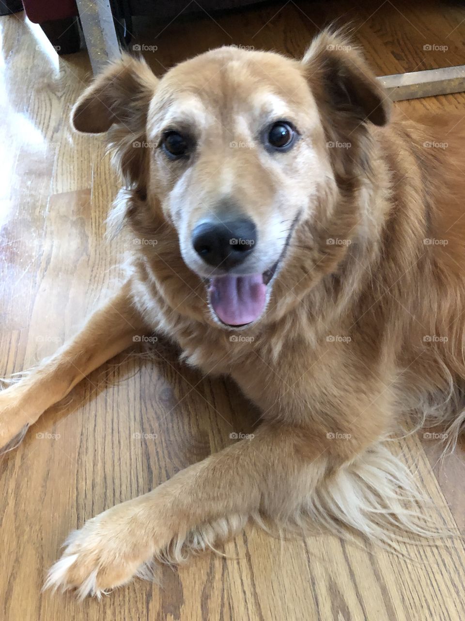 Charlie, the wonder dog