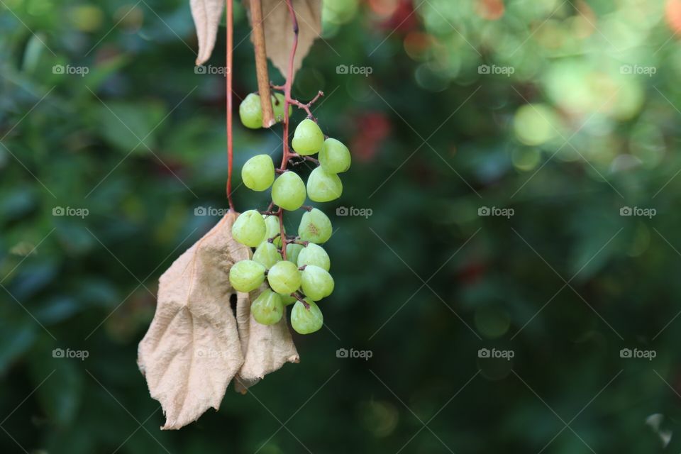 Beautiful grapes hanging down 