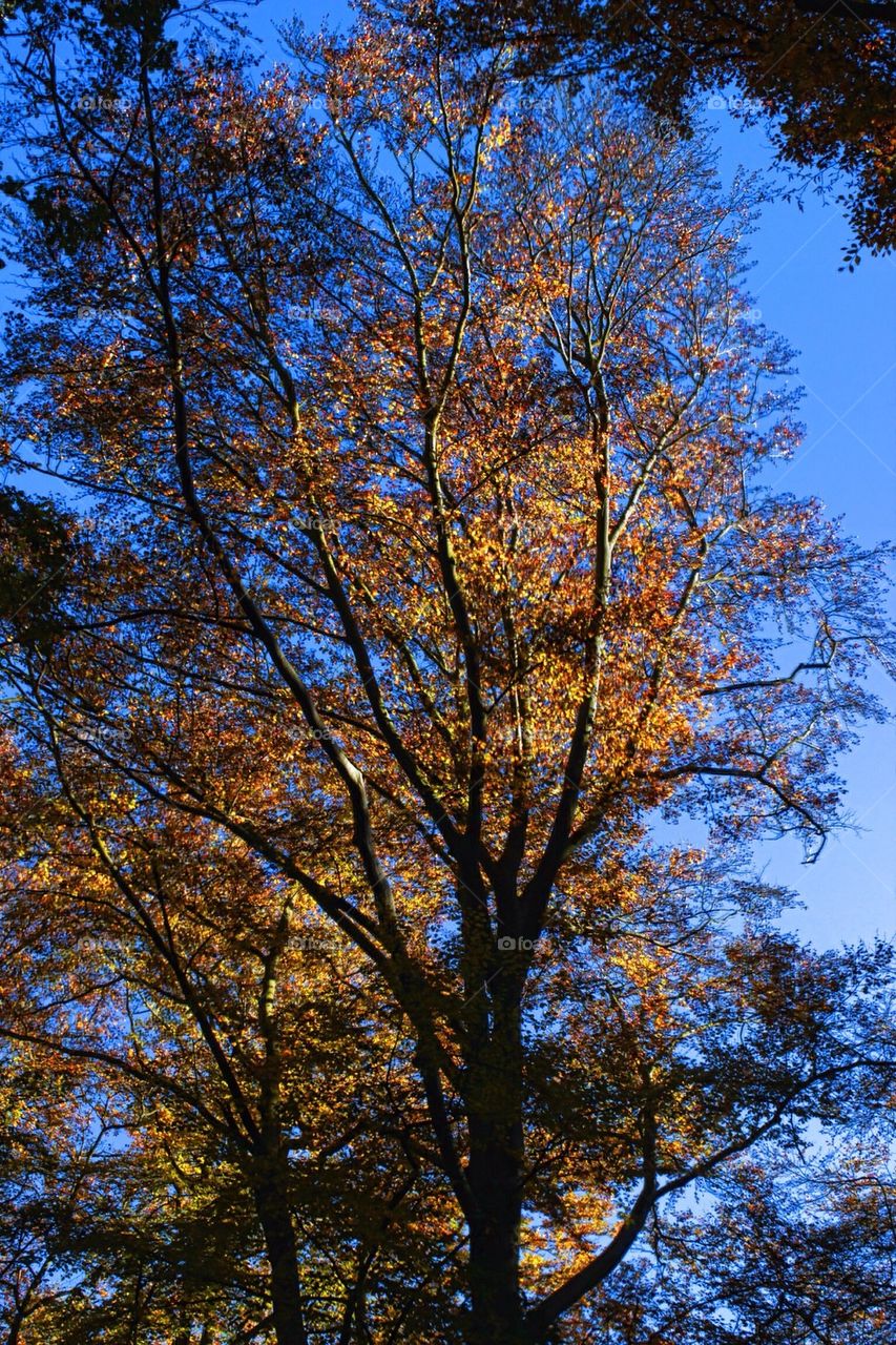 Autumn colour at Hanbury Wood, UK
