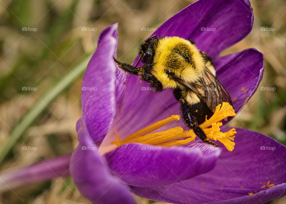 Spring flower and bee