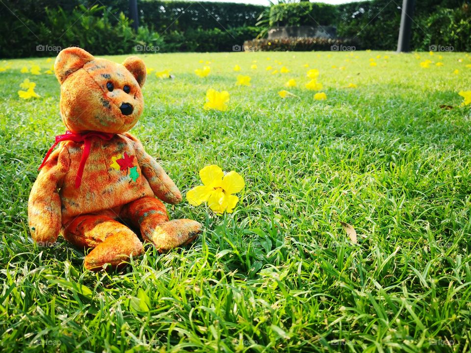 Green field and a bear. Slow life on the green field have yellow flower.