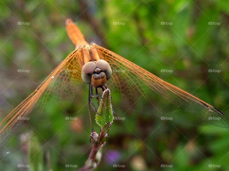 Yellow dragonfly.