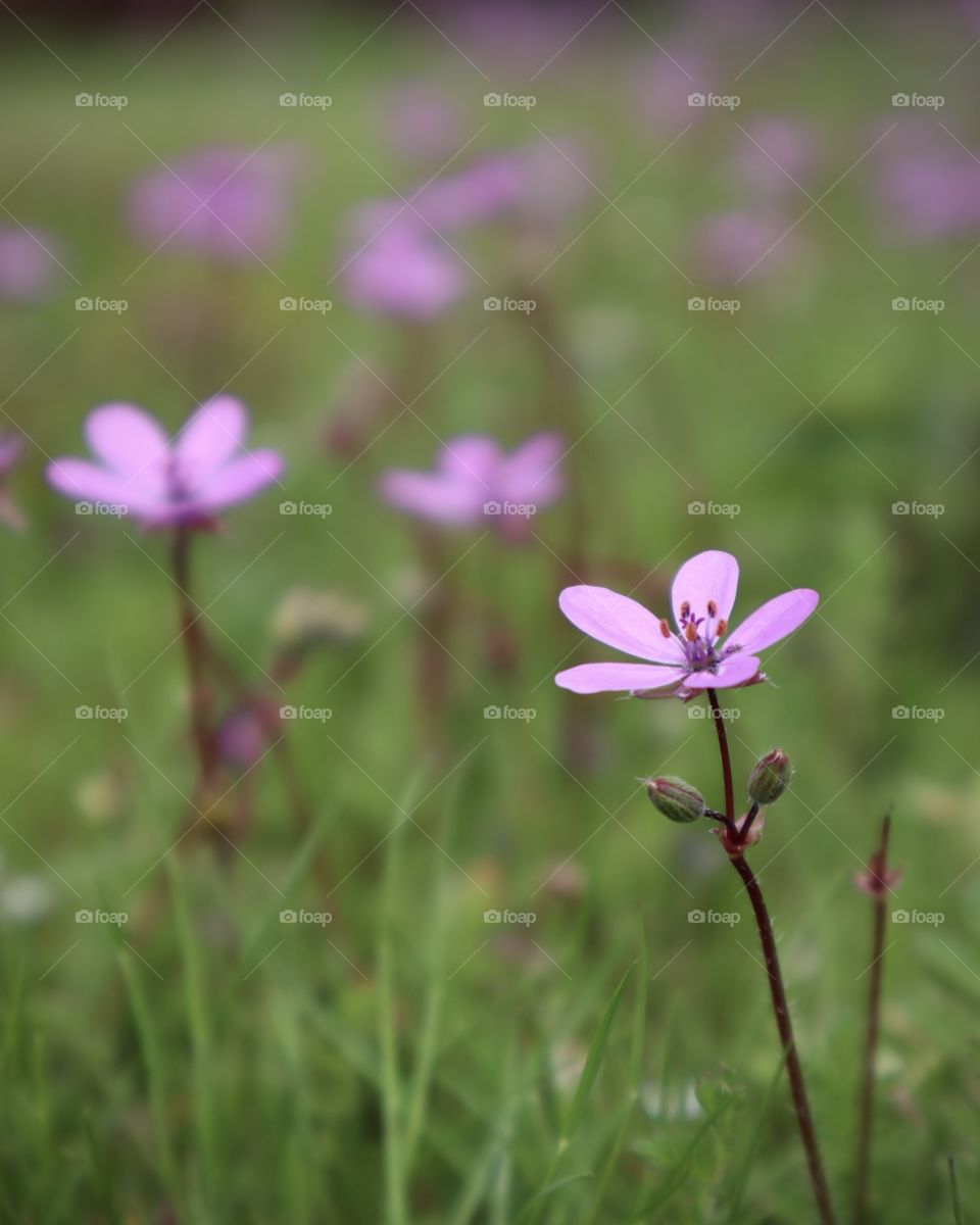 Delicate purple flowers bloom across a grassy field signifying springtime has arrived