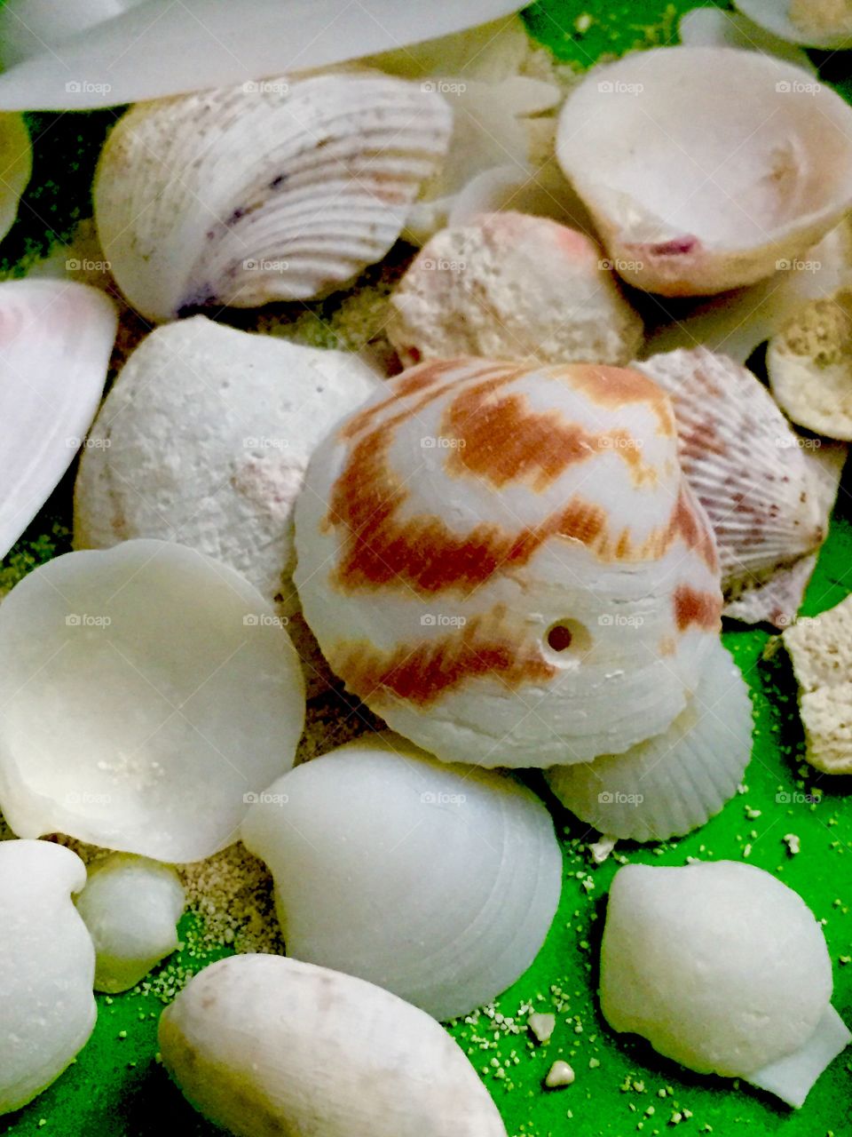 Sea Shells