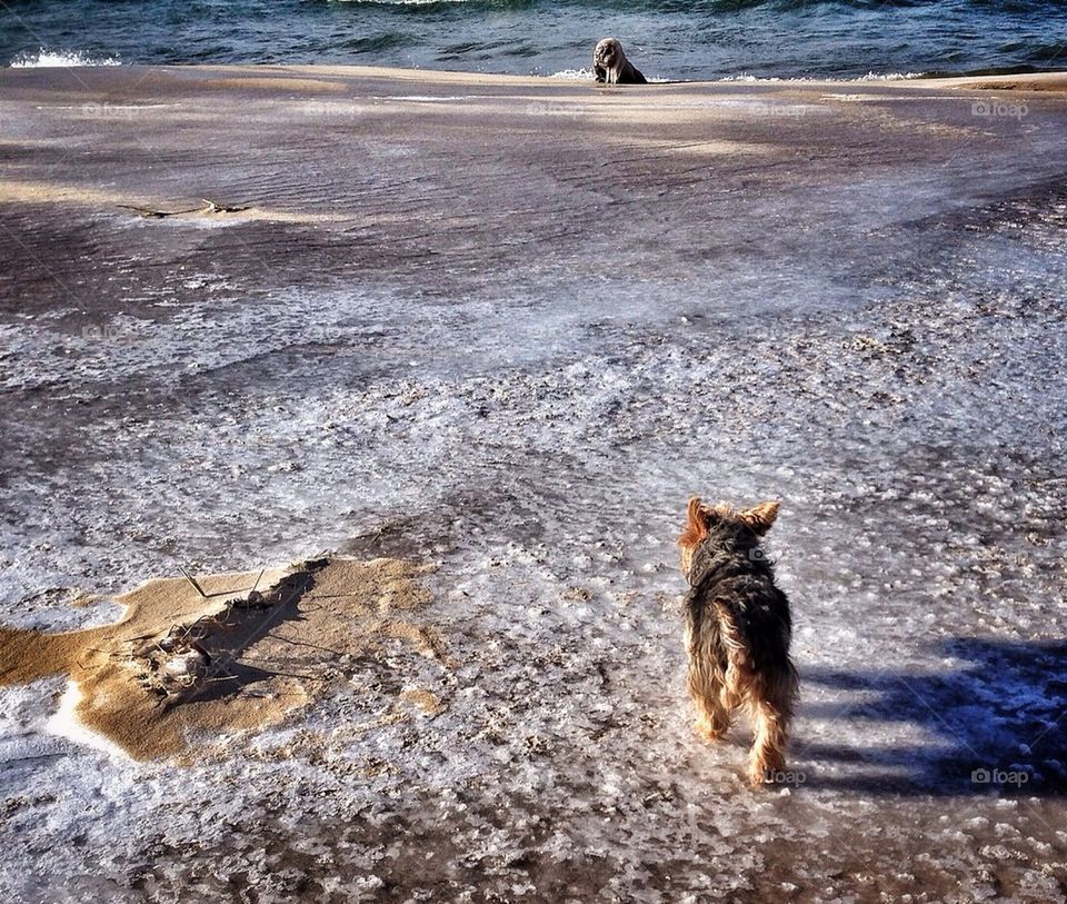 Exploring the ice-covered beach