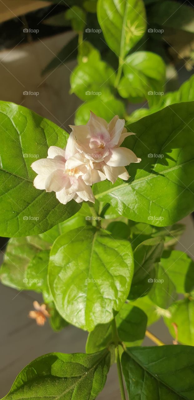 Jasmin flower