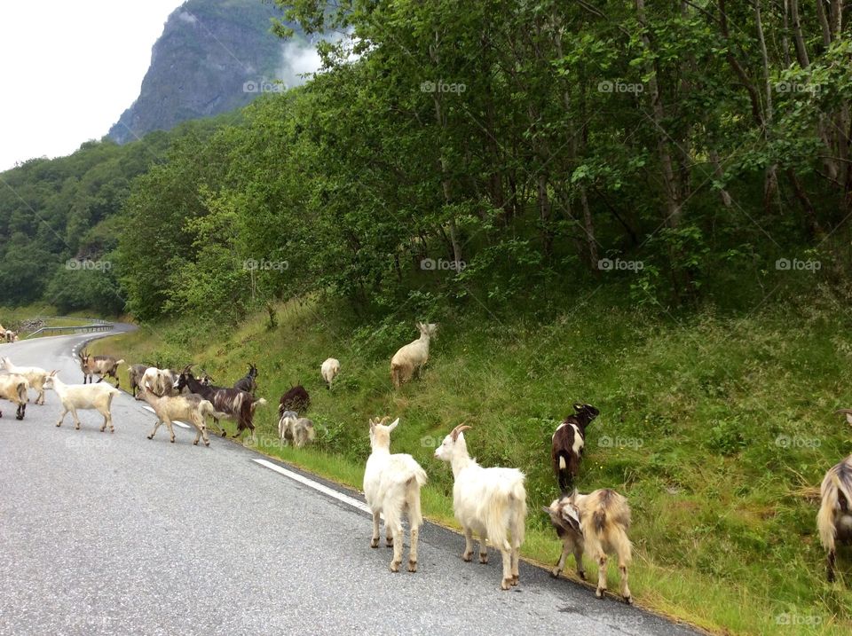 Summer vacation in Norway. Norway is truly fantastic. The landscape varies from fjords, mountains, snow all within the same area😀😀😀