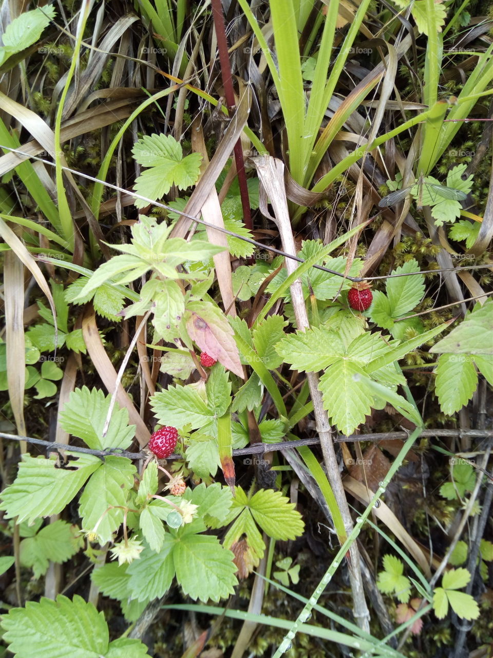 Schwarzwald in Bad Wildbad
