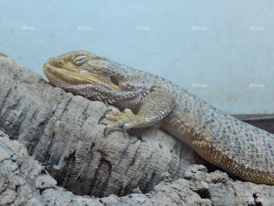 sleeping lizard