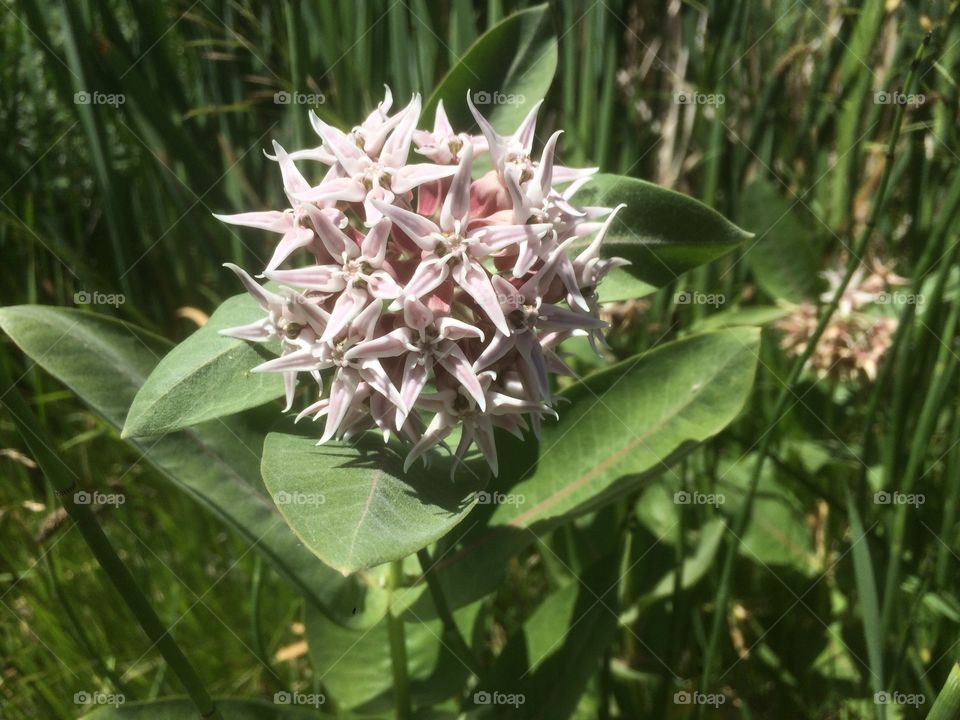 Milkweed