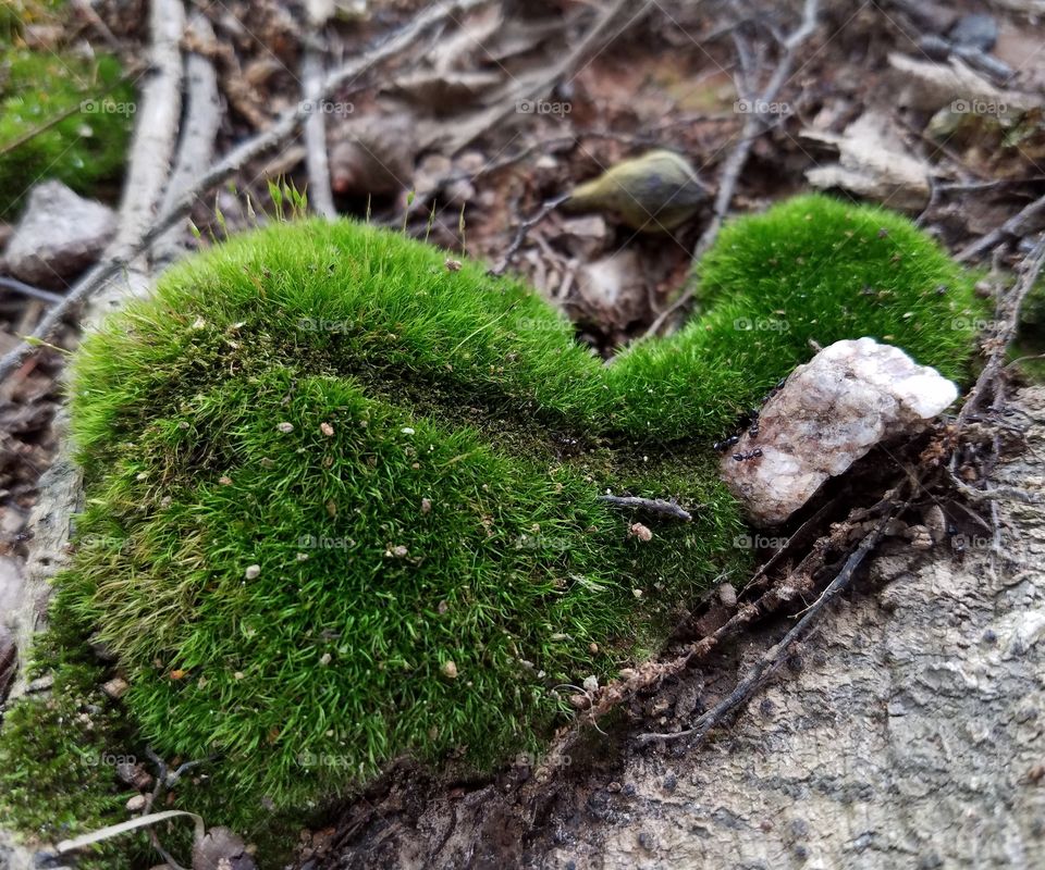 Moss that looks like a snail