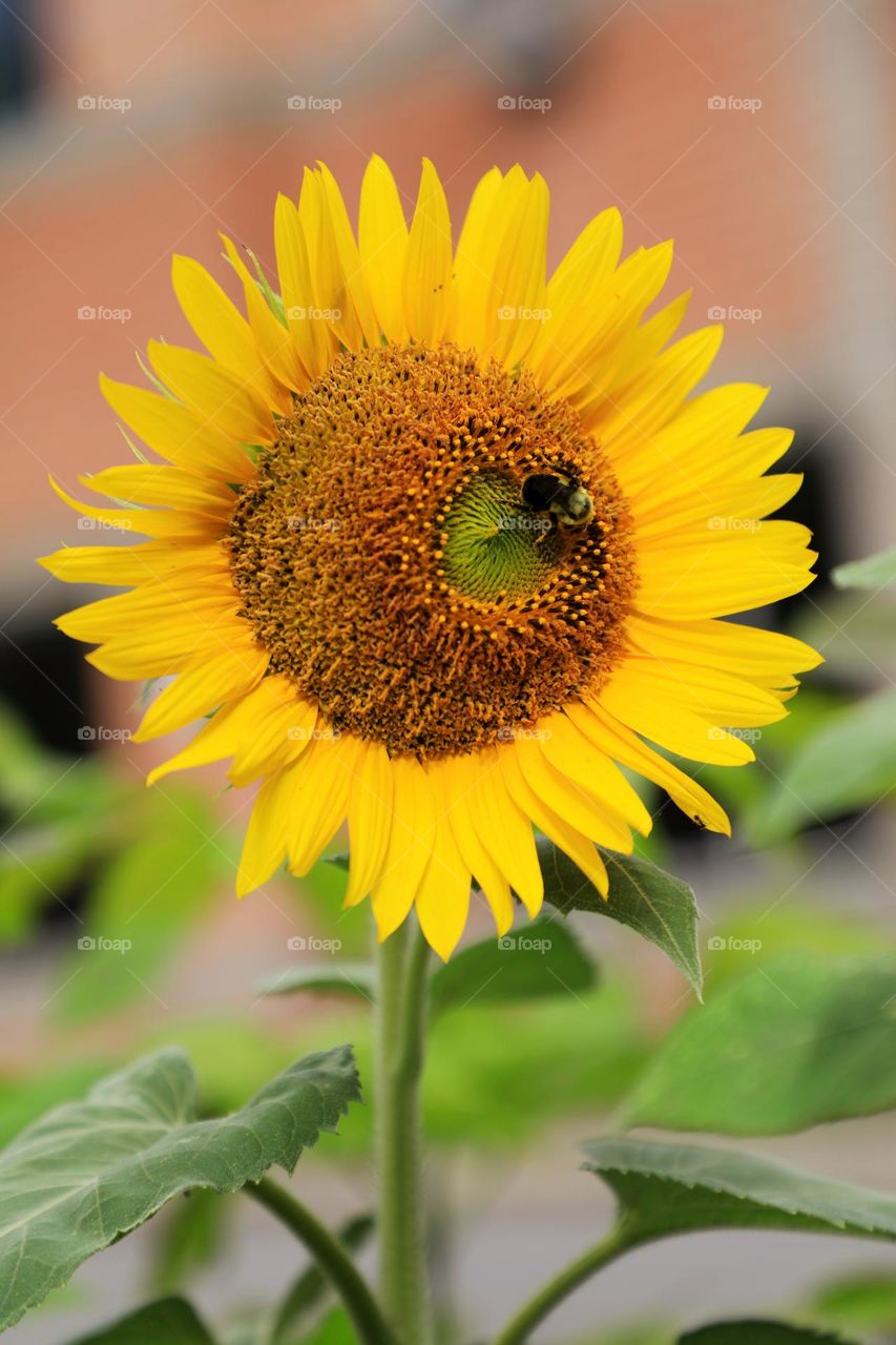 Sunflower