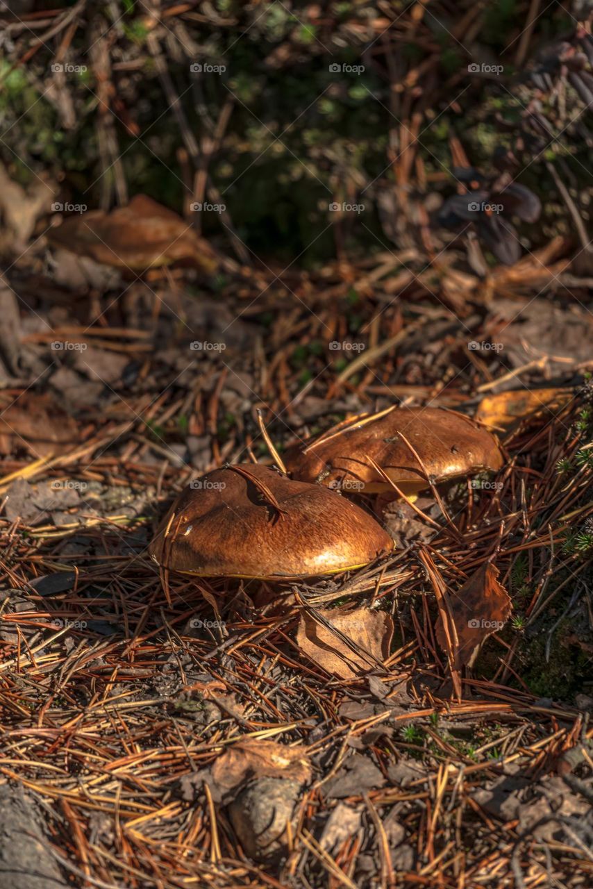 mushrooms in autumn forest on yellow background