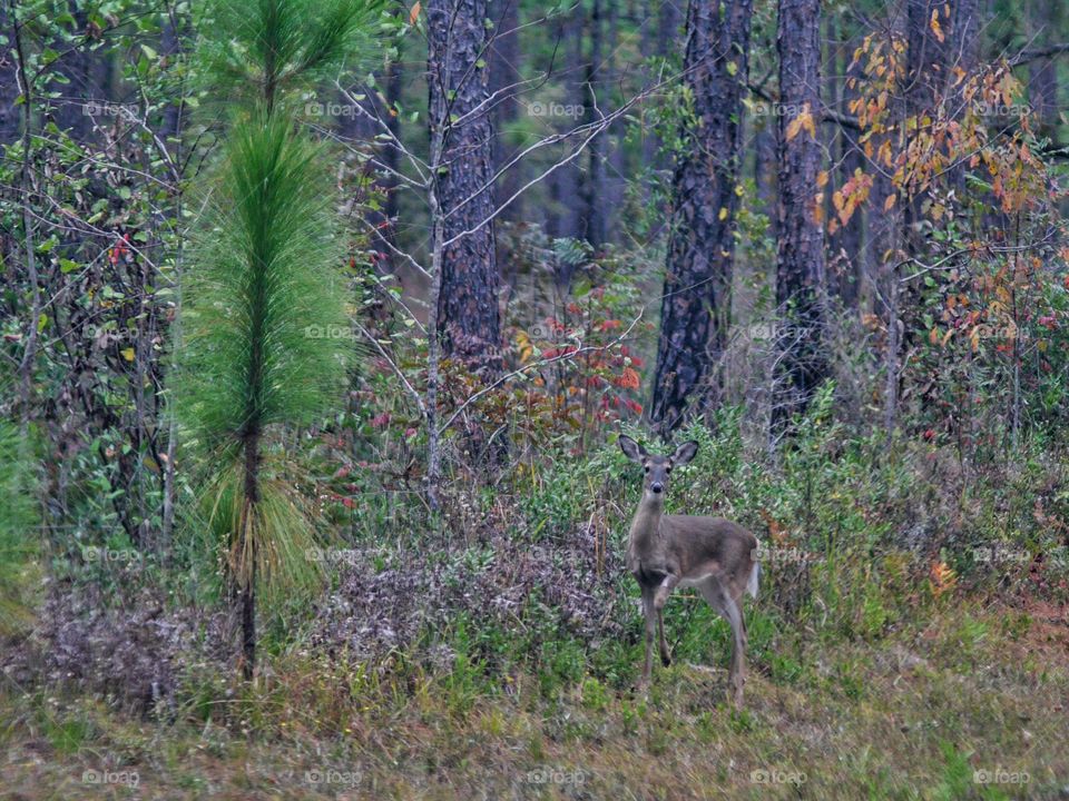 Deer in the Woods