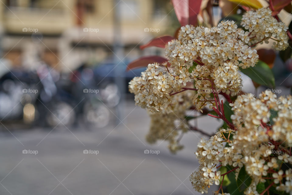 Flowers decoration in the streets