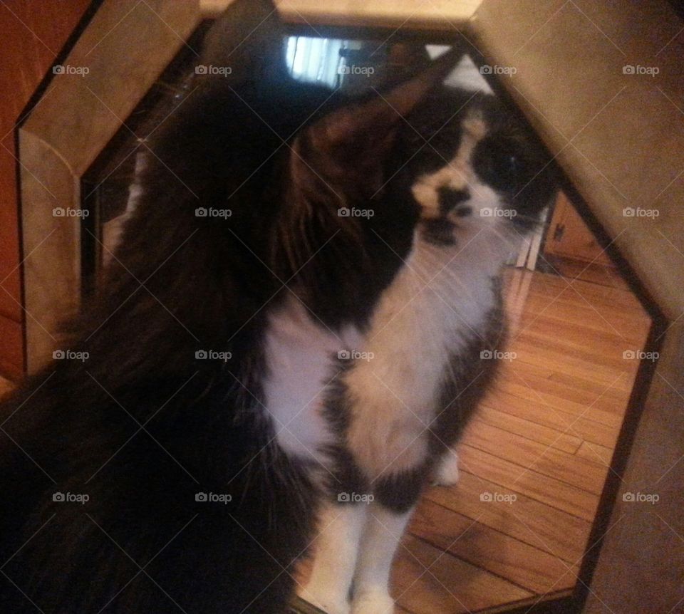 Dang I'm Cute!. kitten looking at her reflection