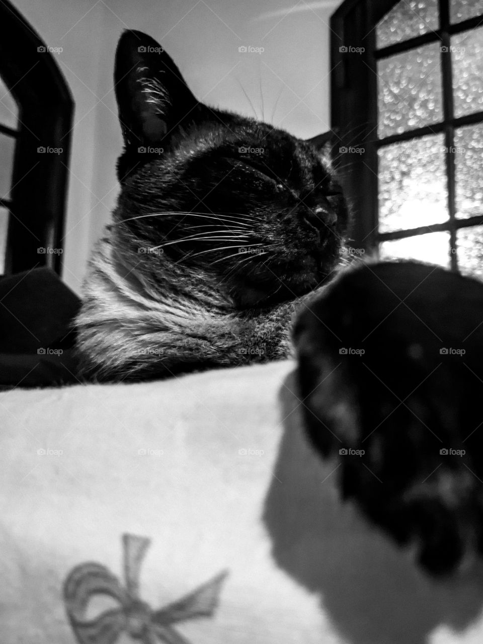 Black and White Cat Anúbis