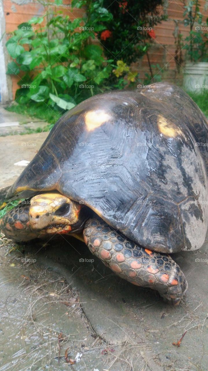 A large turtle known as Morrocoy surprised me in my neighbor's garden.  huge, slow and very curious animal. Venezuela