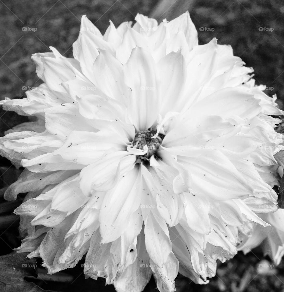Black and white close-up of fully blossomed white flower 