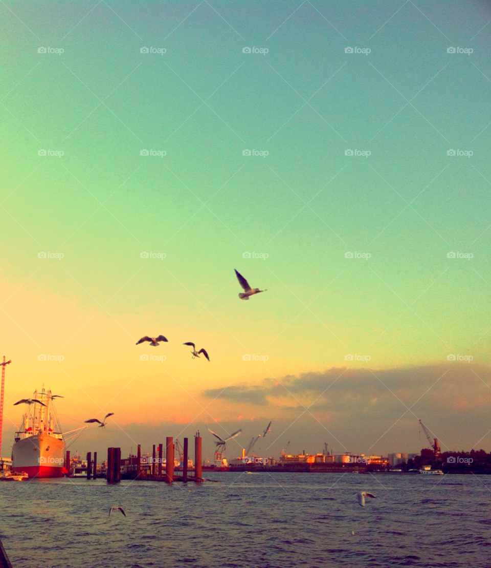 sunset clouds birds flying by cyrano