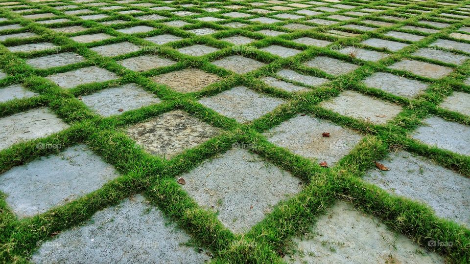 Glorious green of a lawn.