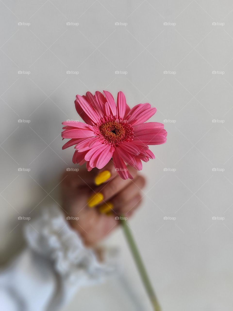 The pink daisy stood out in the sea of blooms, its delicate petals a soft and inviting shade of blush. The golden center added a touch of warmth, while the flower's simplicity carried a sense of purity and charm, making it a captivating symbol.