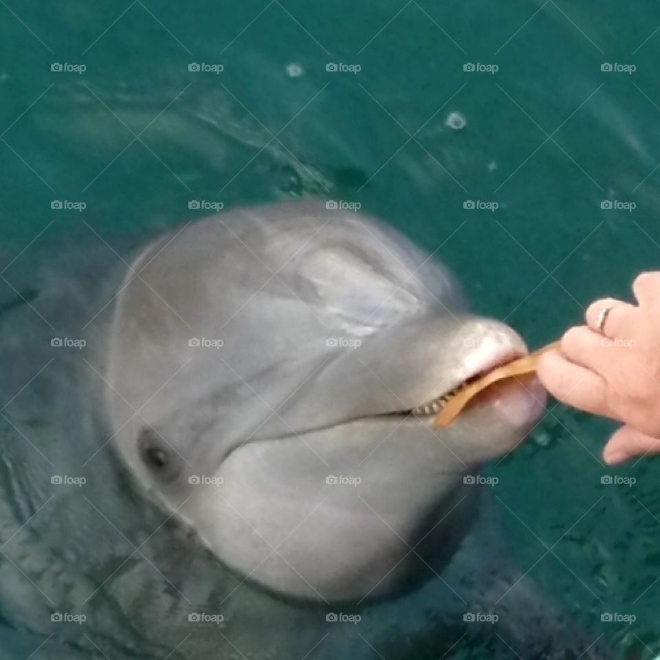 dolphins bringing me a leaf