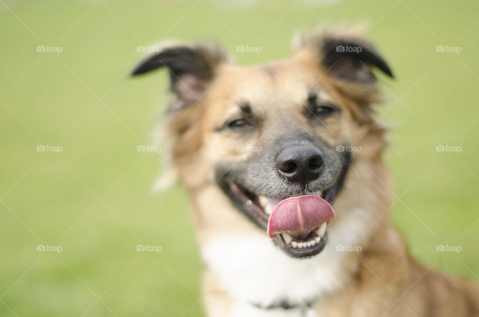 Close up portrait of a dog on a green background, focus is on the nose 