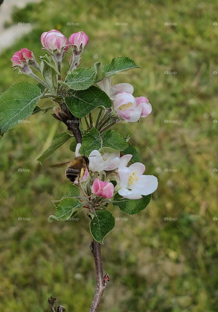 Foraging bee on apple tree flowers