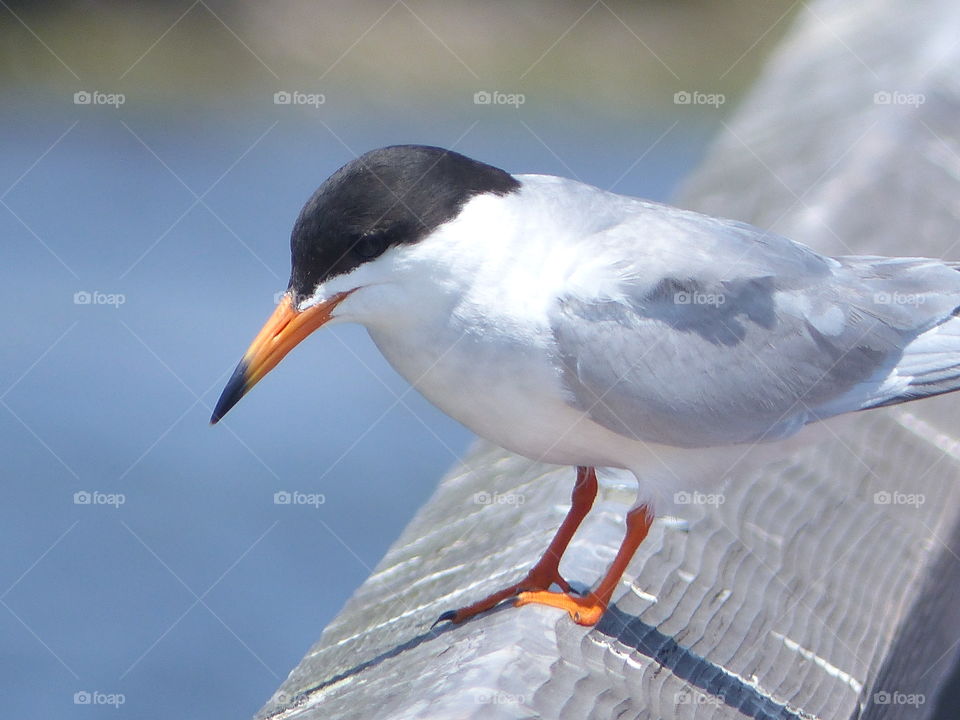 Tern looking down