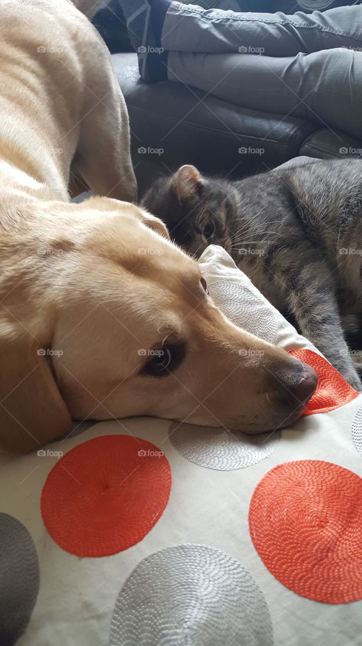 dog and kat