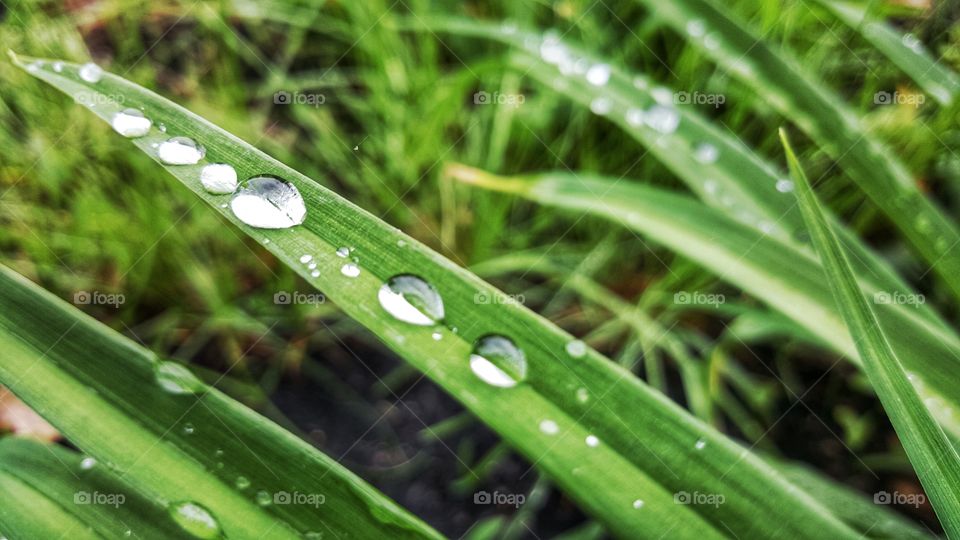 Rain drop on leaf