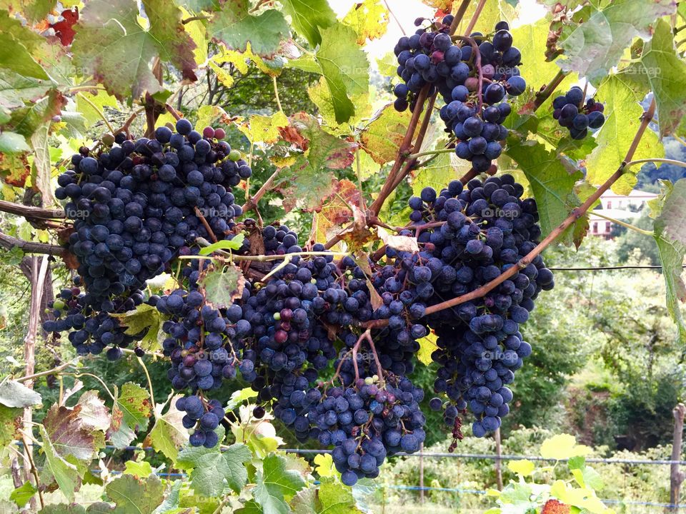 vineyard of black grapes, Spina Verde Regional Park, Cavallasca, Como