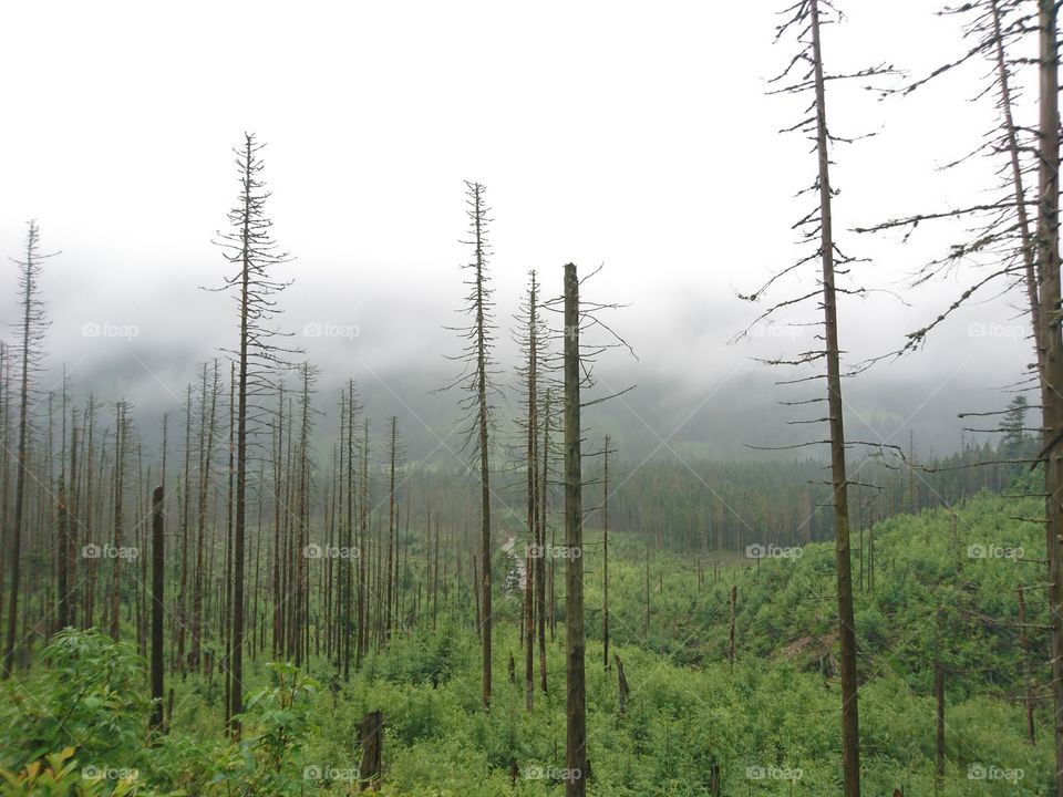 Tatry Mountain. Zakopane, Poland
