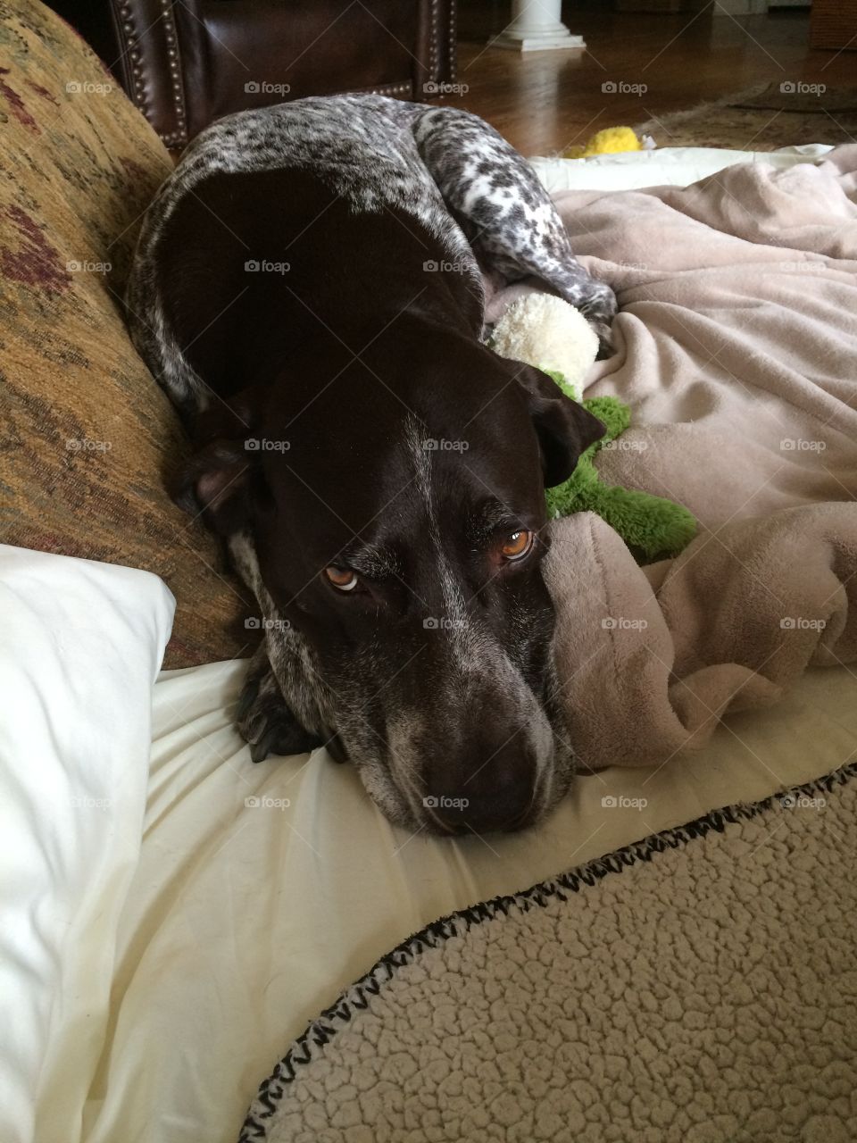 German Shorthaired pointer  