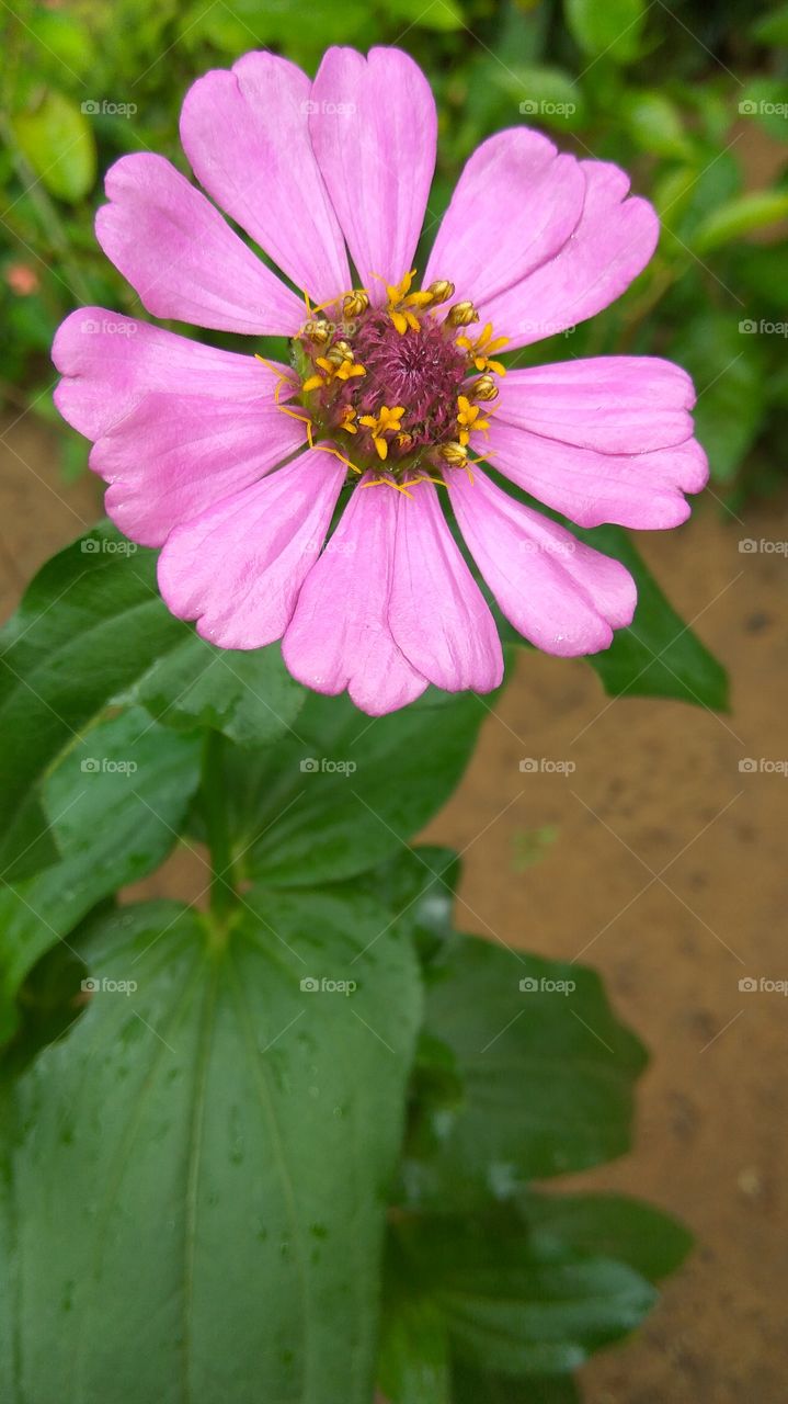 colour of true it's nature power