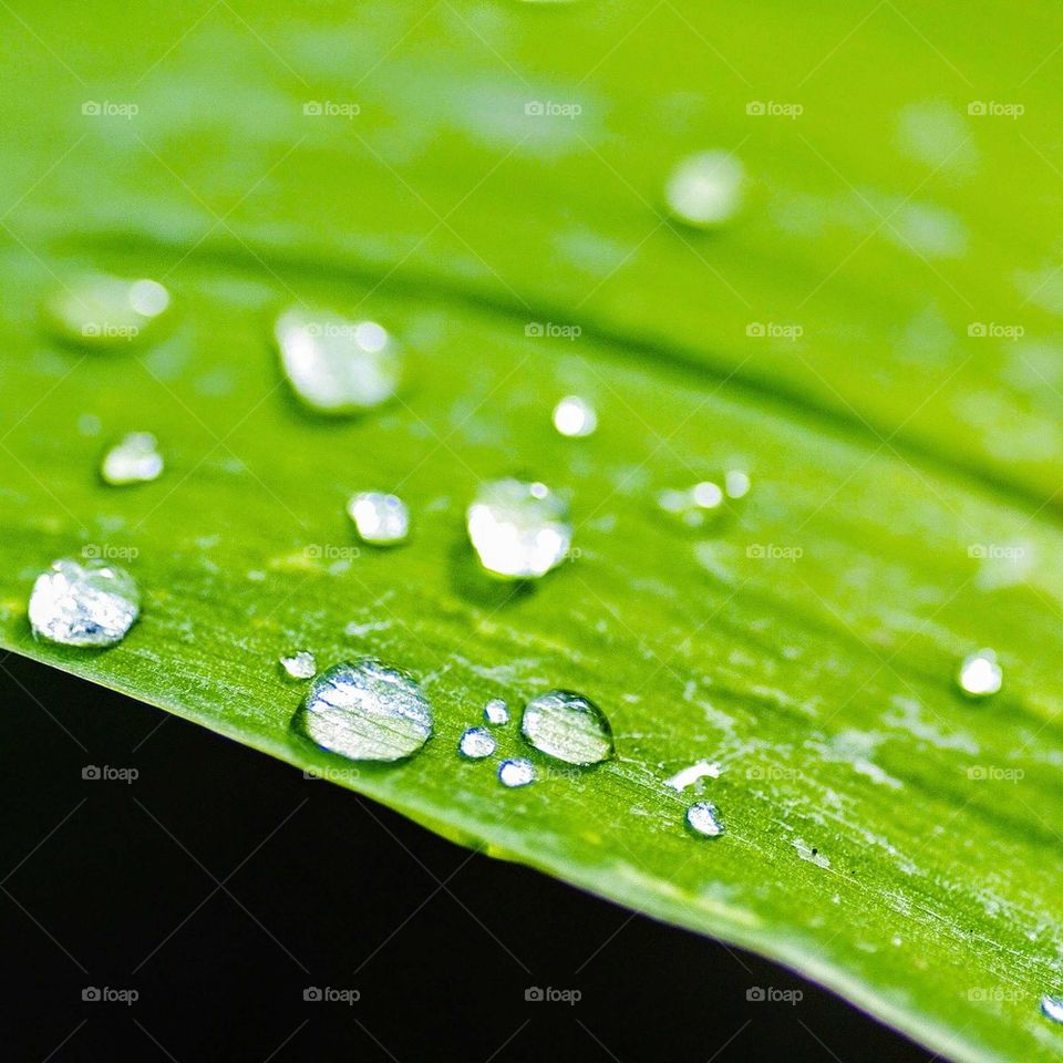 Water on green leaf