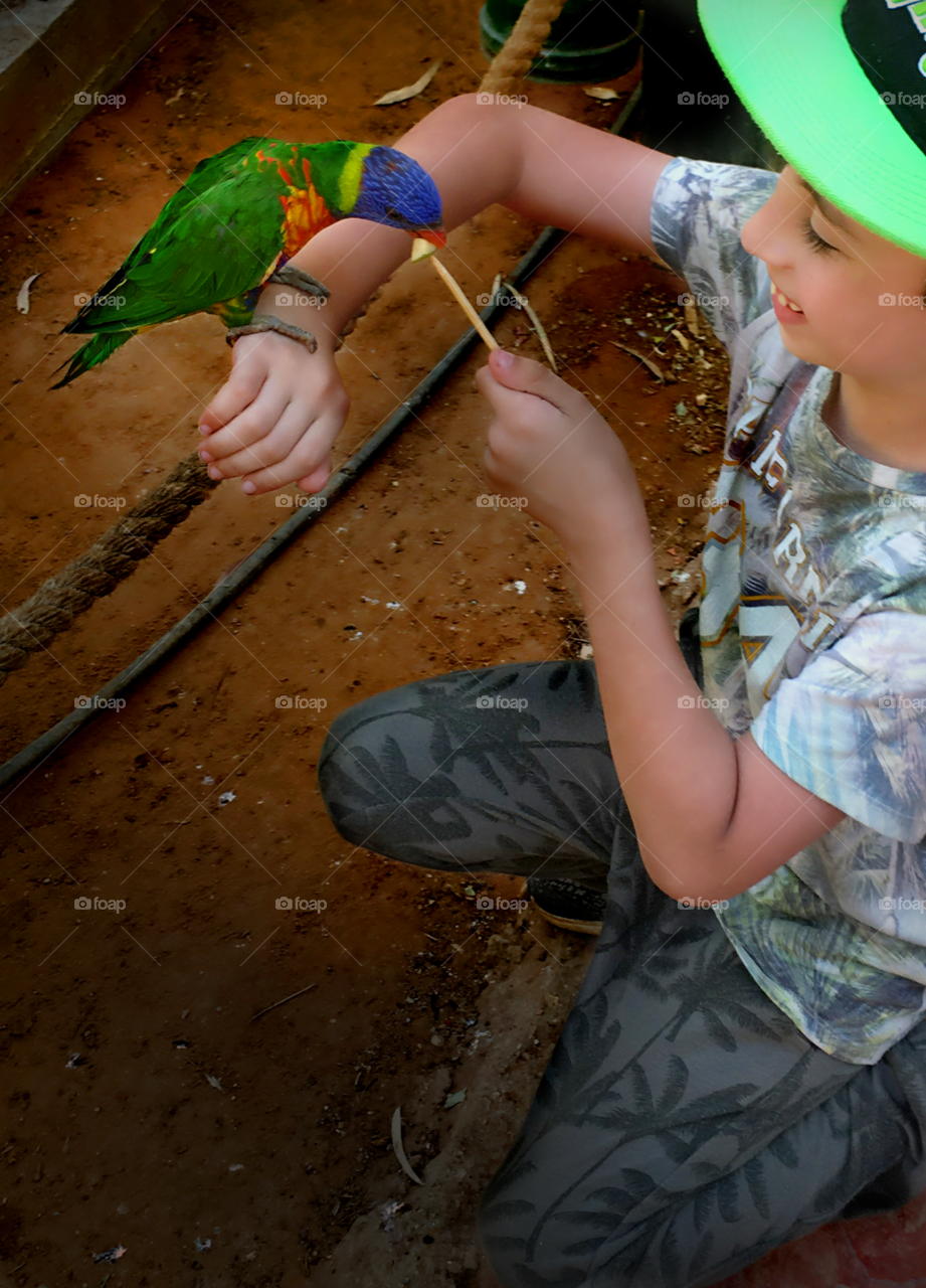 Boy feeding fruit with stick to parrot