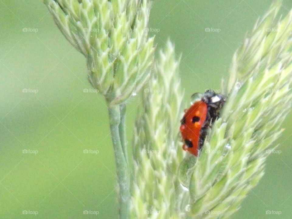 Marienkäfer mit kleinen Wassertropfen im Gras