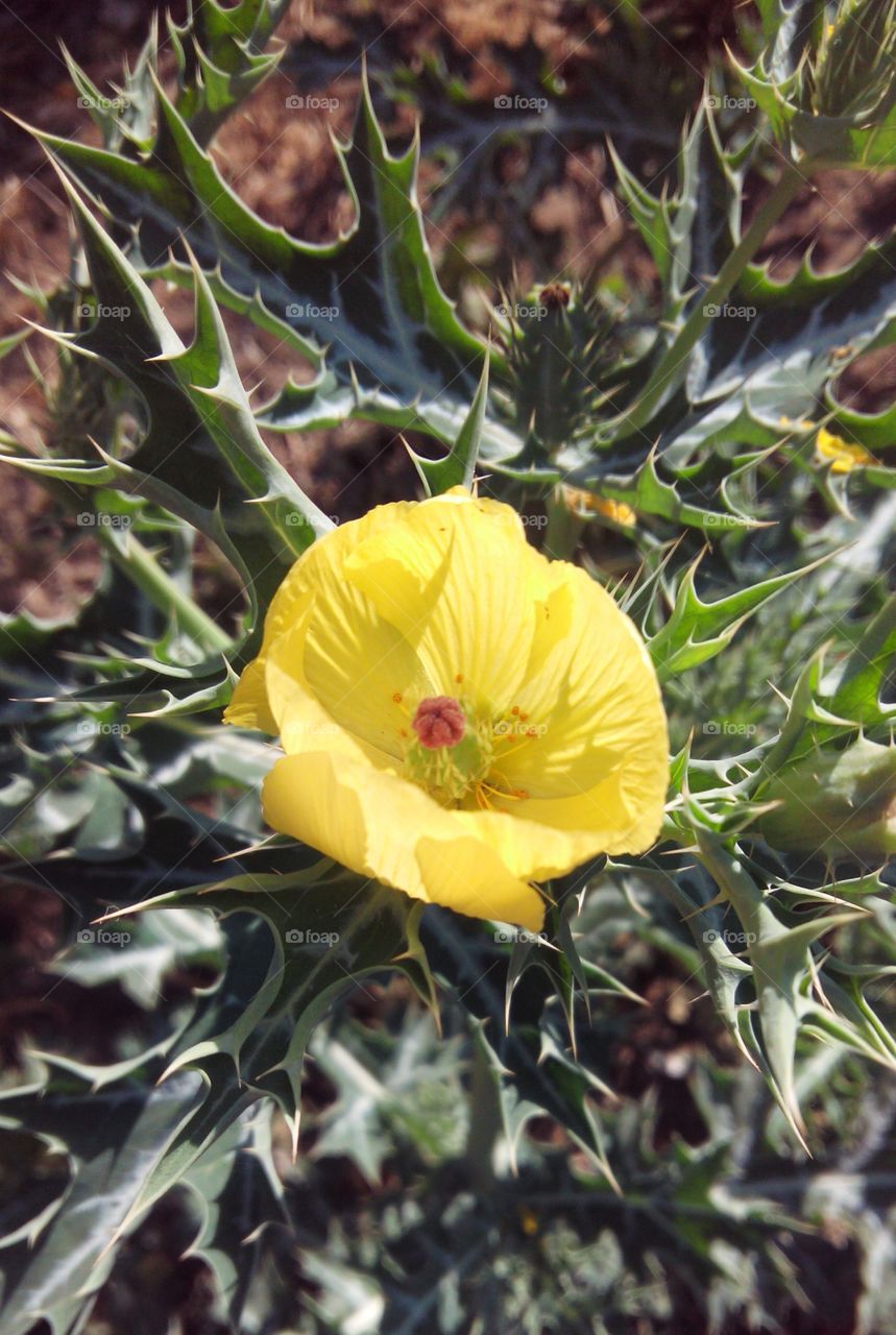 Natural botanical flower