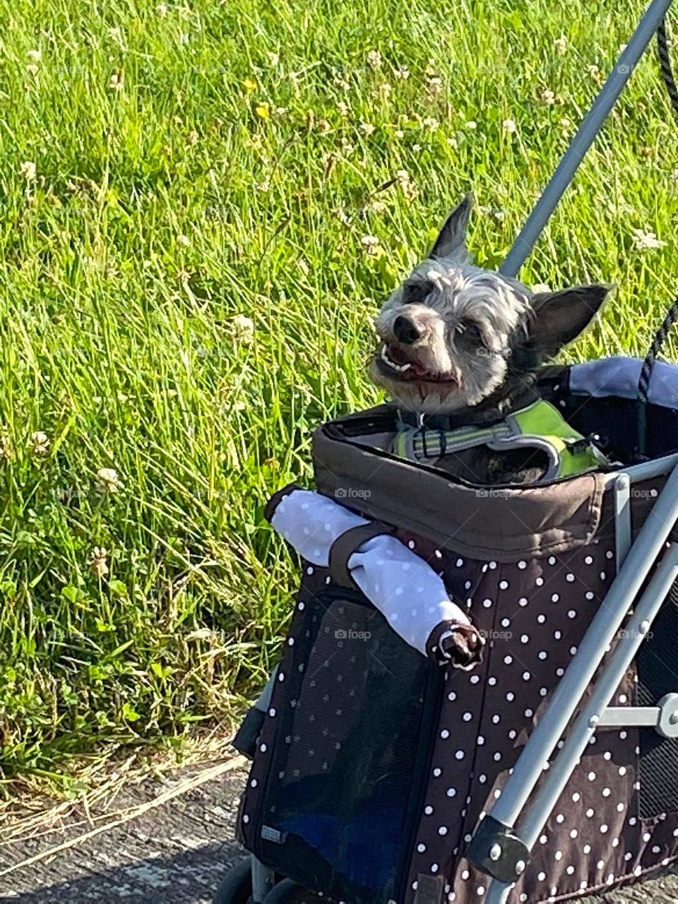 My guigui dog, schnowzer