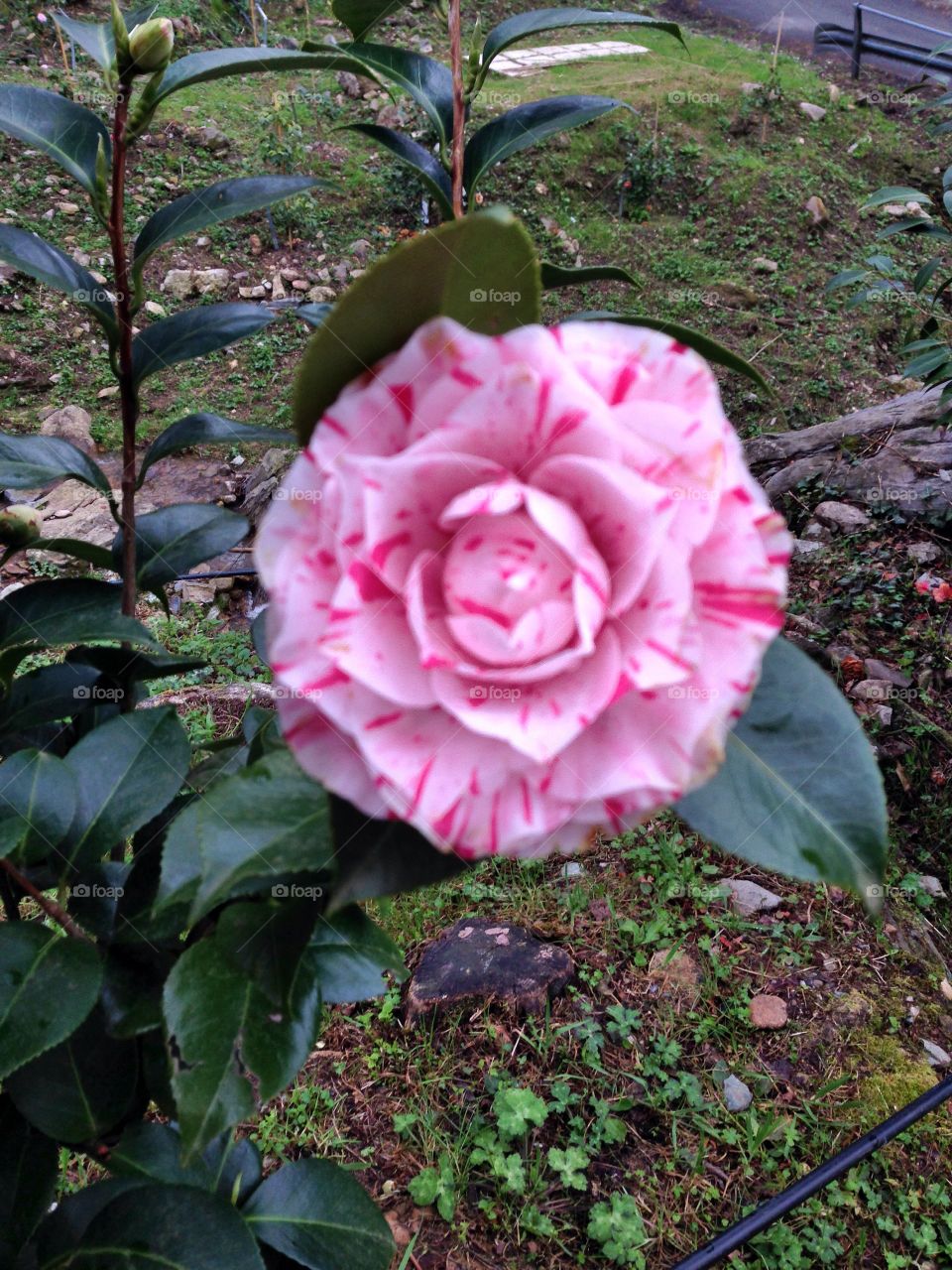 Camelie Pieve di Compito Lucca