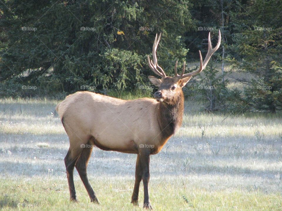 Magestic male elk in Jasper national park 