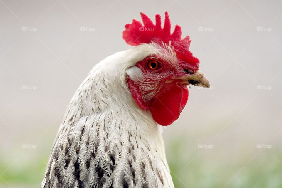 Chicken profile