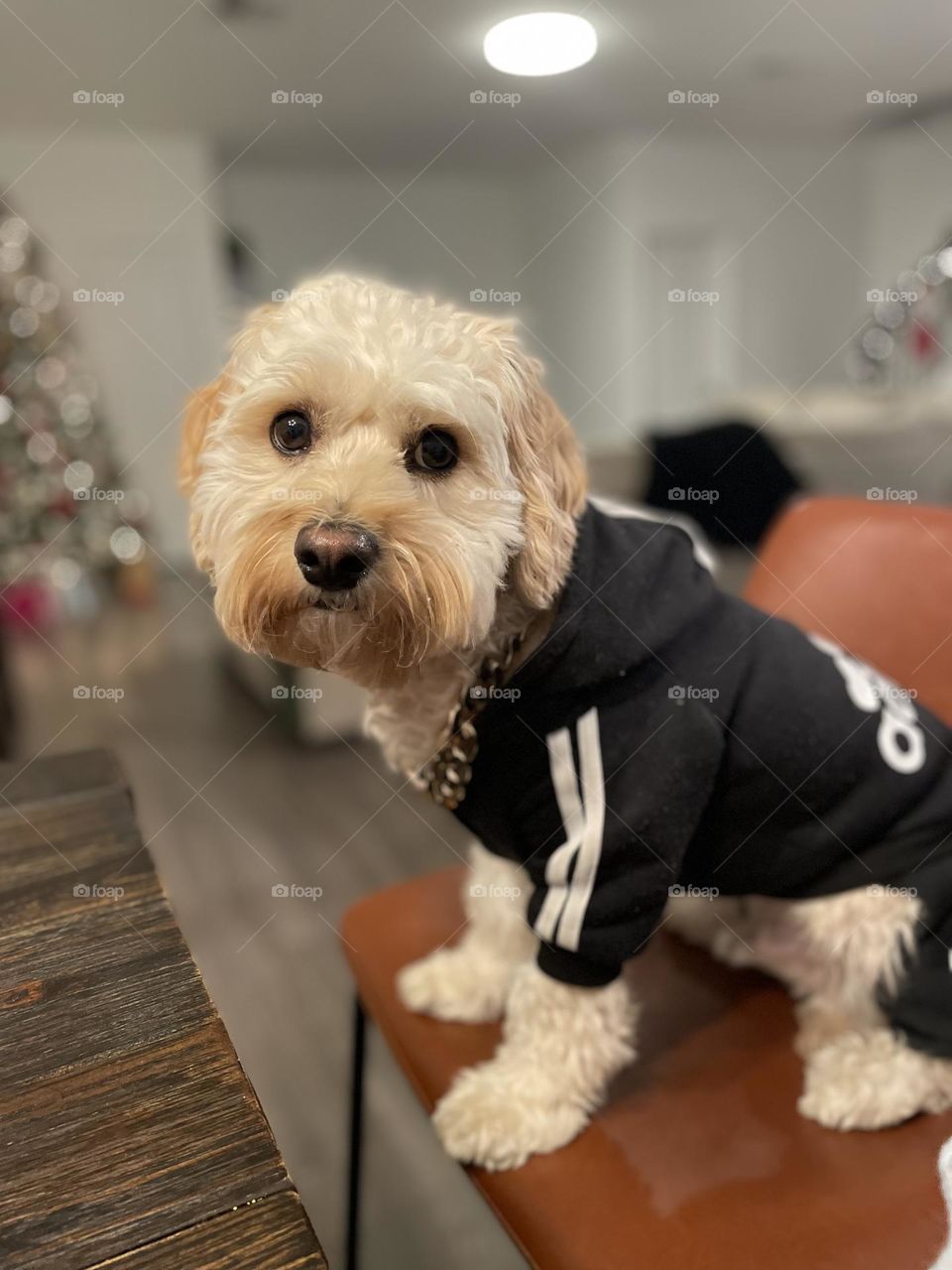 Cavachon Puppy Dressed in Adidas Sweatsuit and Gold Chain