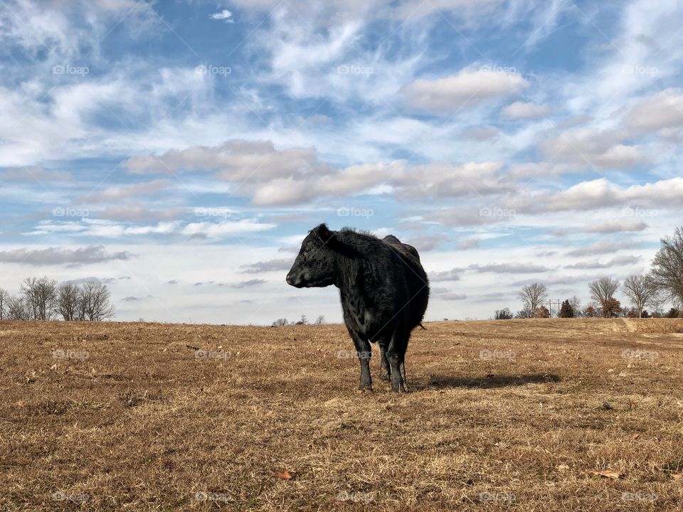 Black calf in a field